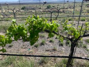 vines with leafs